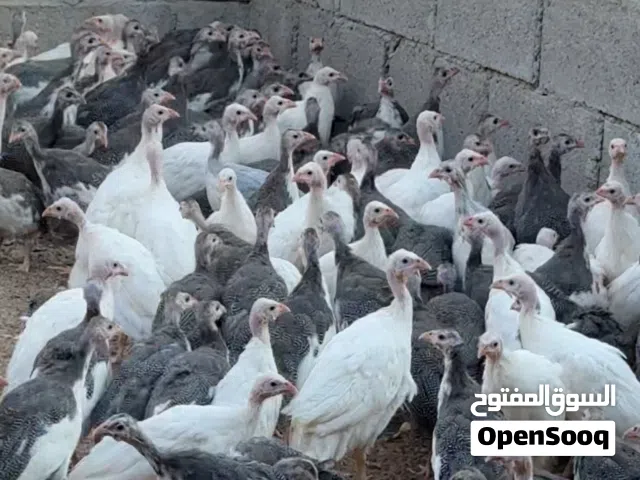 دجاج خيبر / الوادي