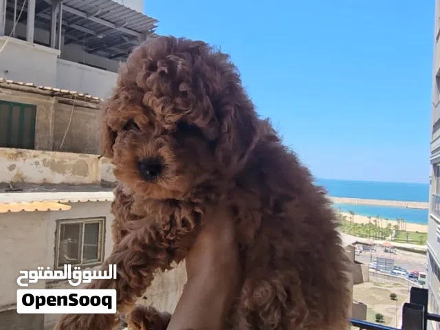 Toy Poodle