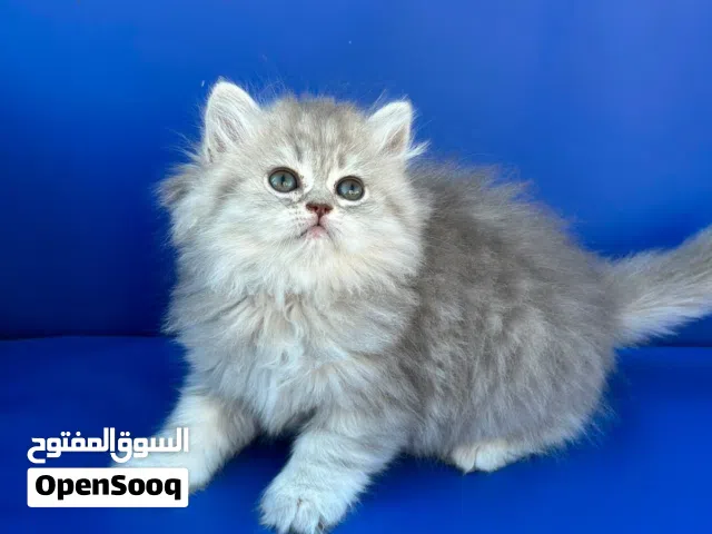 قطه شينشيلا لون سكني