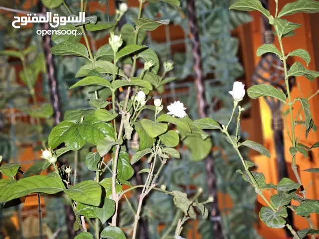live flowering plants