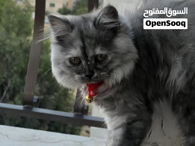 هملايا انثى 3 شهور