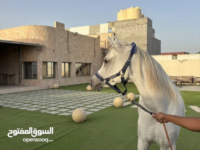 للبيع مهرة مصرية بدون اوراق