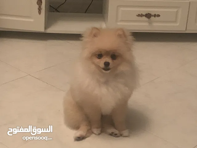 كلب بوميرينيان ذكر للتزاوج Pomeranian male dog for mating