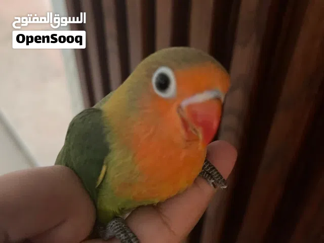 فيشر وبادجي أليف للبيع