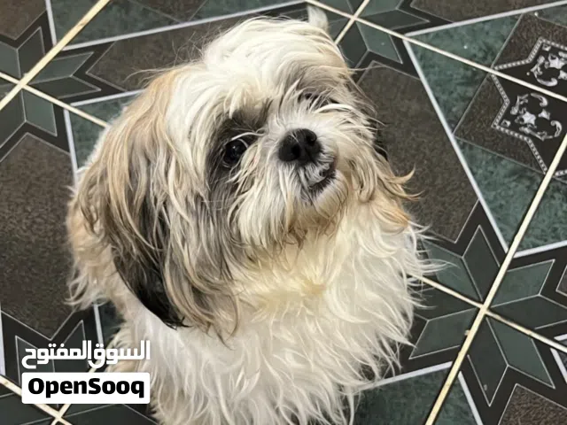 كلبة للبيع اسمها لوسي