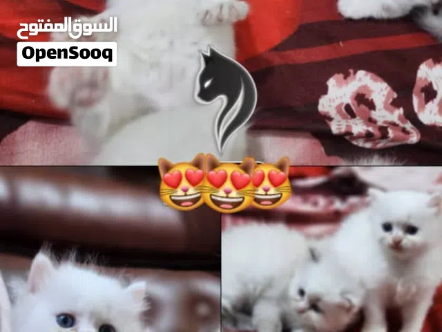 قطط للبيع شيرازي متعود ع الحمام والليتر بوكس اكل بيت وحبوب
