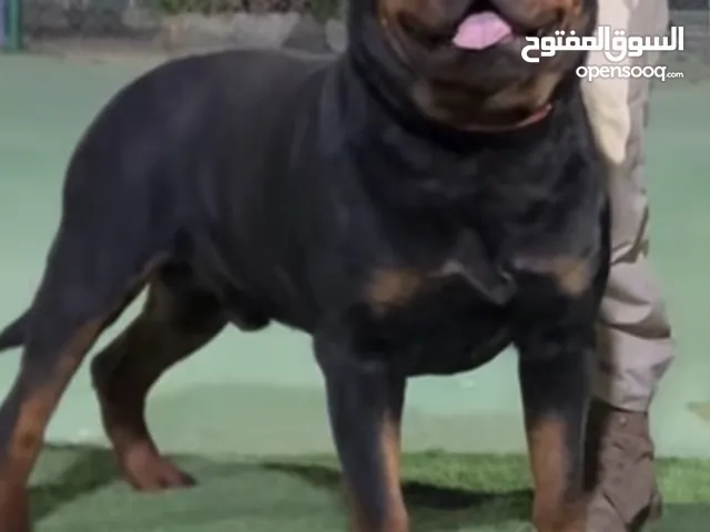 كلب روت وايلر للتزاوج أو للبيع