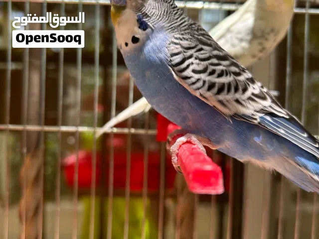 جوز حب للبيع