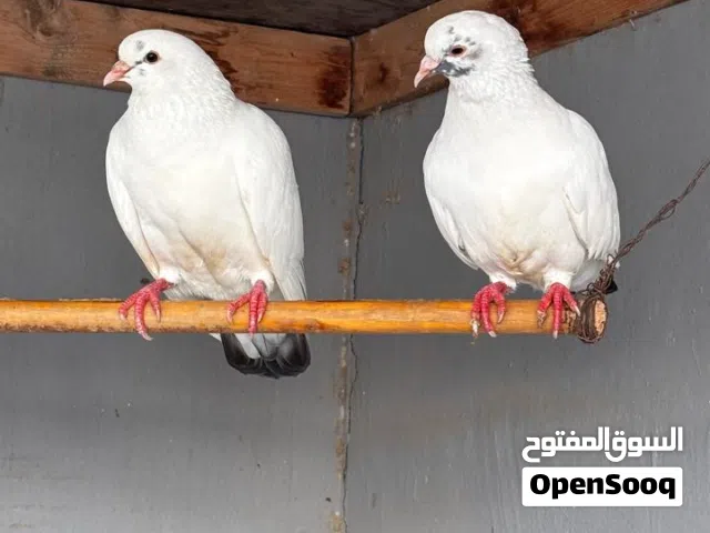 حمام المدينه