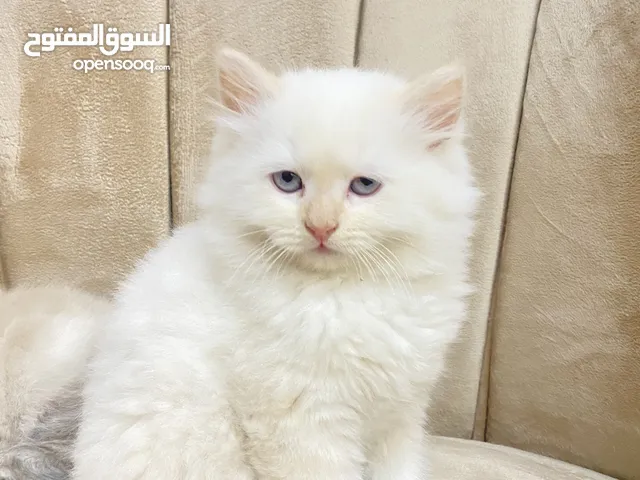 قطط راقية للبيع قابل للتفاوض – صحة، نظافة، ومرح كتن قطط سكوتش فولد مكي همالايا العمر شهر ونص