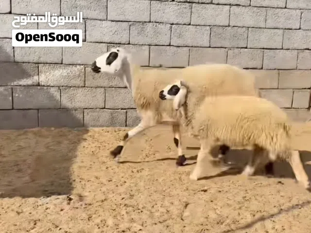 مطلوب 5فطايم نفس المواصفات