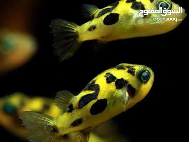 Pea puffer (cüce puffer)