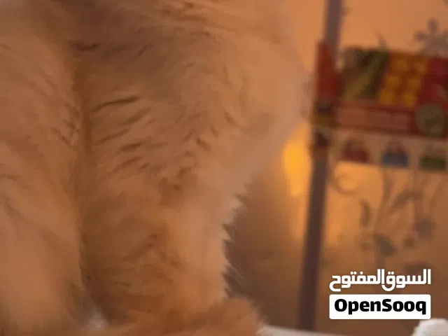 قط شيرازي مكس هملايا