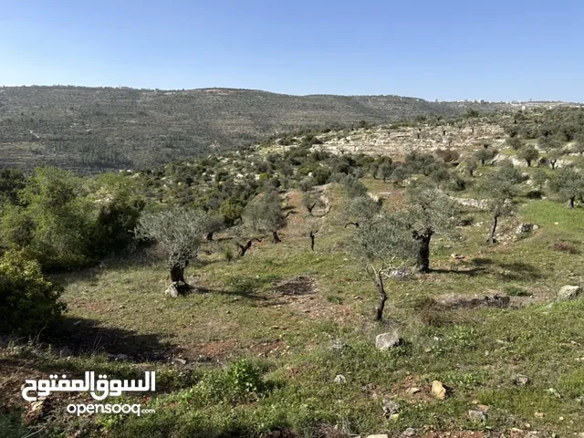 قطعة أرض فيها تسع شجرات زيتون