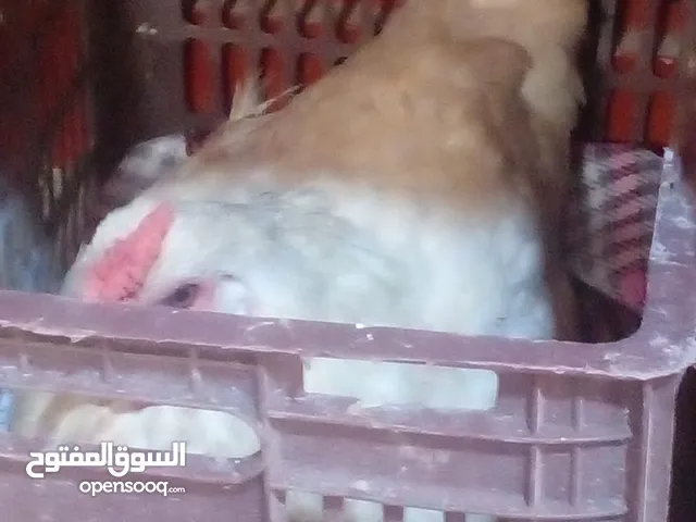 دجاج عربي غشنه كافه 30 الف