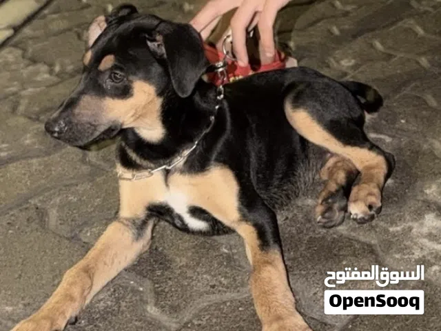 كلبه دوبر مان صغيره العمر ثلاث شهور لعوبه ( للجادين فقط قابل لتفاوض )