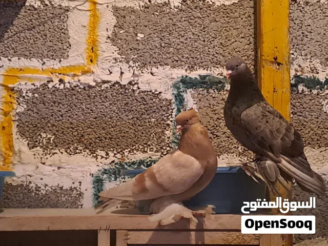 متوفر كوبيه حمام درجه اولى