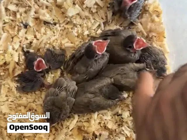 للبيع فروخ بلبول بحريني اصلي