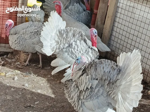 حبش ازرق المنيوم