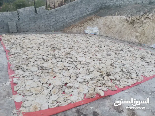 خبز روتي  مع اللبناني مخلوط