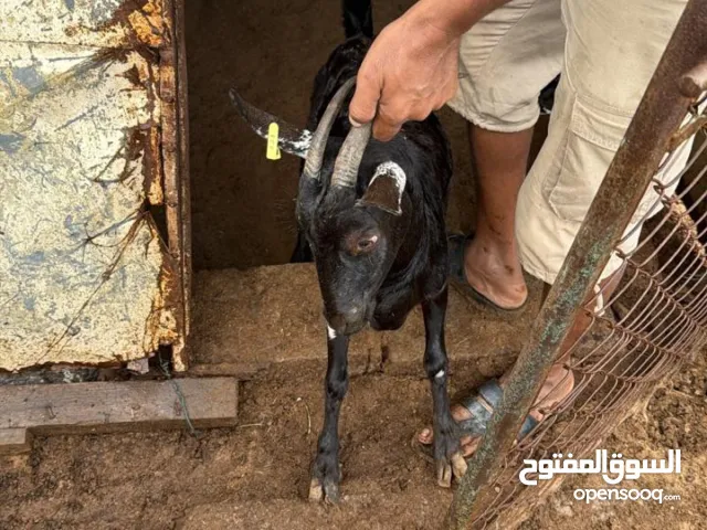 ماعز صلالة بيور/غنم صلالة بيور