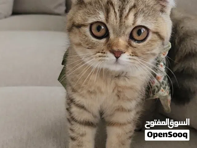Pure Scottish Fold, British Female Kitten 6 months