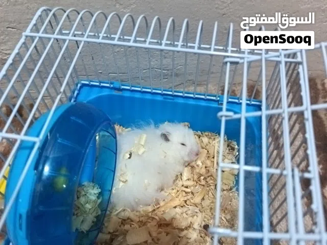 هامستر لبيع