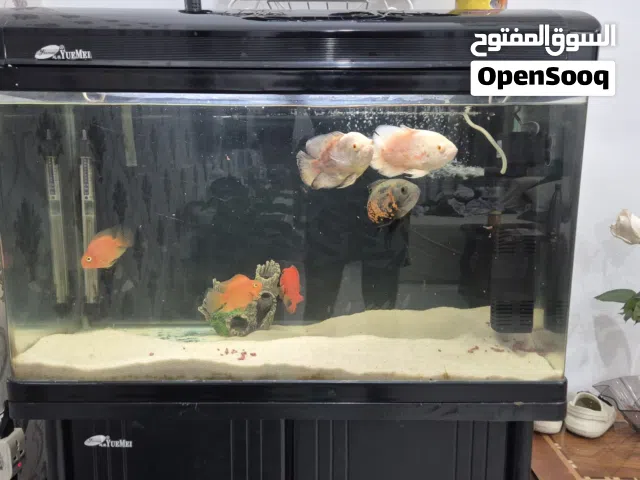 Aquarium for sale