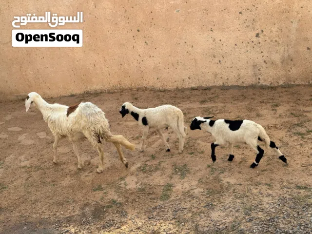 نعجه هجين تحتها زوز خرفان سنهم في الشهر ونص والنعجه قاعده ما بدلتش