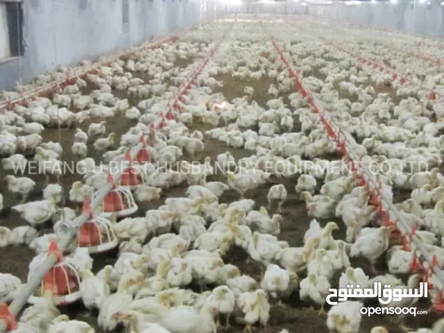 Farm Land for Rent in Mafraq Bala'ama