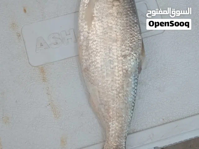 صبور تازة للبيع ابي الخصيب