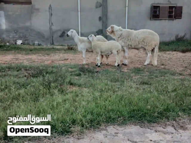 سعي الله يبارك عز من يكسب وتعالى تفرج بعيونك فحل ومعاه نعجة طوقة اقرا الوصف ماشاء الله