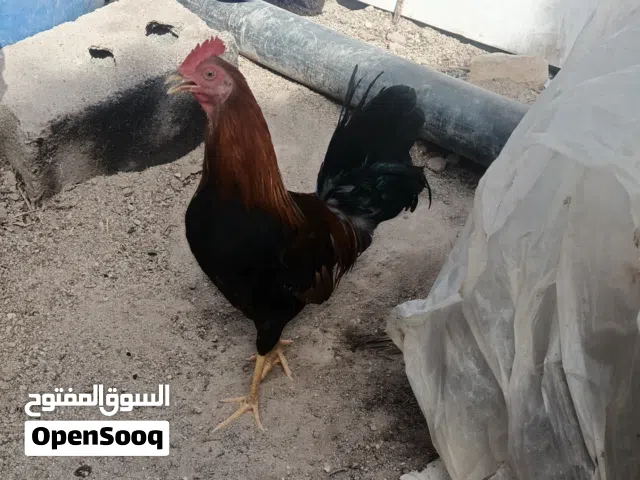 ديج كويتي شمسي