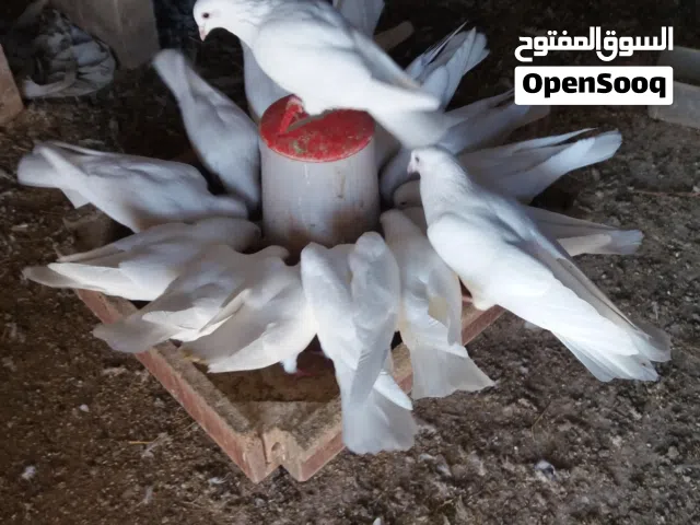 حمام فرنسي جامبو للبيع