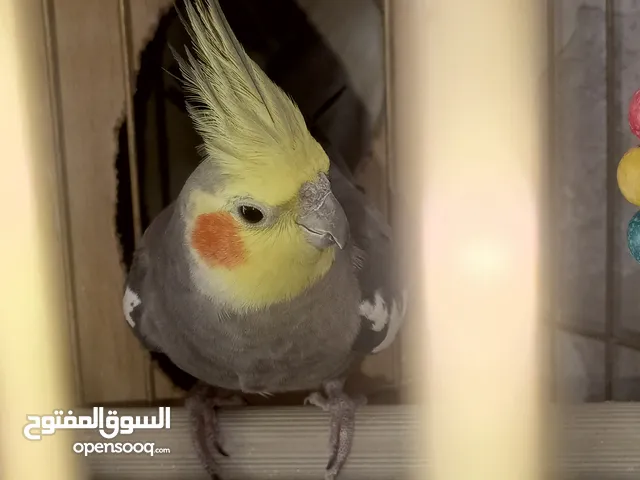 جوز ببغاء كوكتيل 55 دينار تحتهم بيض مع قفص