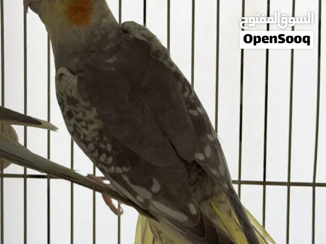 Cockatiels Bird - Breeding Pair - Healthy - Younng Bird