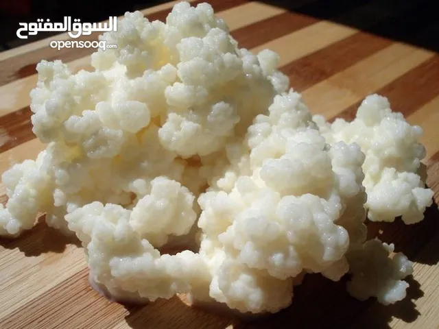 حبوب الكيفر / الكفير Kefir grains
