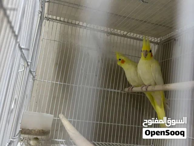 للبيع كوكتيل لاتينو