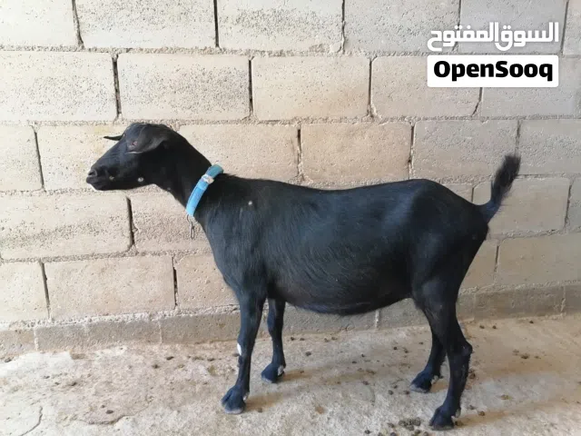 ماعز مورسيانو عشار