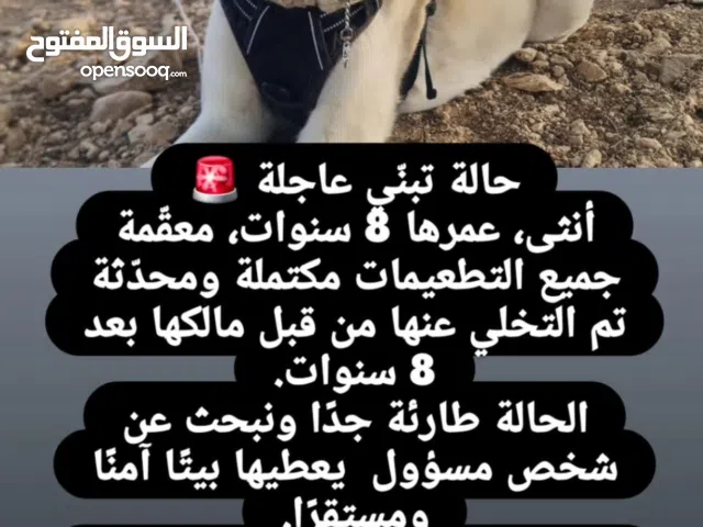 مكس هسكي بلدي. لتبني