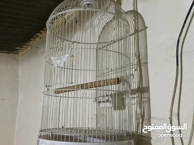 قفص بركديلو أو كوكتيل يمشي مع هلبا انواع من الطيور القفص شبه جديد
