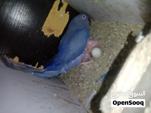 متوفر افراخ دره افراخ كويكر افراخ دربيان افراخ كساندرا