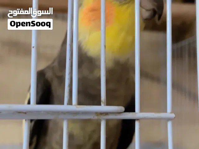 Talking pair with there 3 eggs and cage