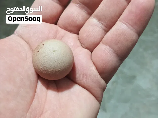 بيضة كروية الشكل نادرة جدا. بيعت في بريطانيا بأكثر من 6000 يورو