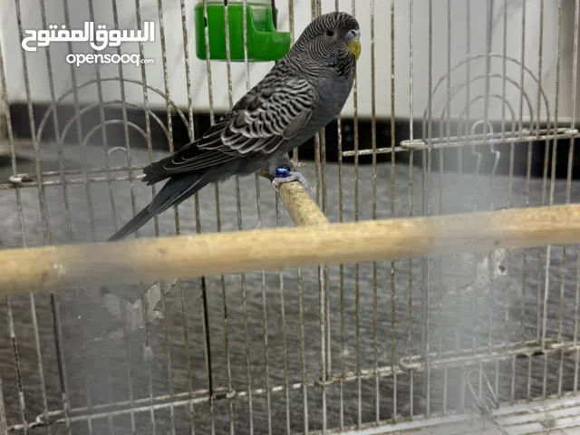 طيور حب بلاك فيس مال بيت للبيع