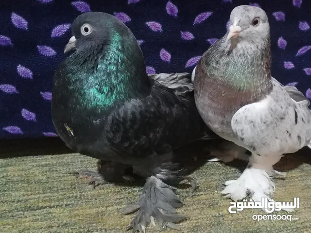 الكورلبيع جميع الحيونات