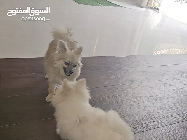 كلبان للبيع