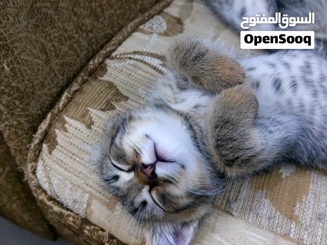 قطط شيرازية جميلة هادئة ولعوبة مدربة عدد 4 اناث بألوان مختلفة