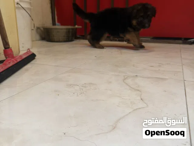 متاح جراوي بلاك جاك وجيرمن في عمر 45 يوم أهالي مستورده