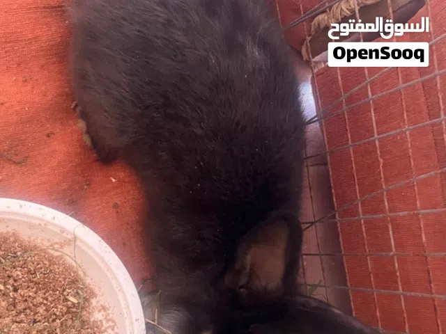 أرانب ثلاثه اثنين اناث وواحد ذكر